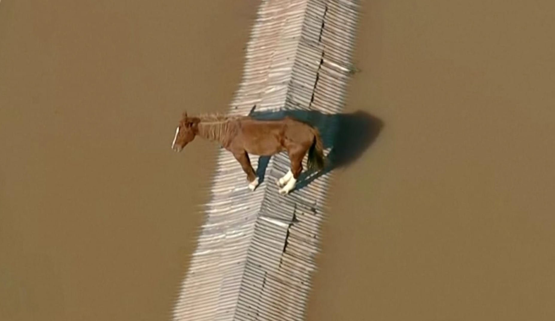 Caramelo, el caballo rescatado en Brasil da ternura en redes